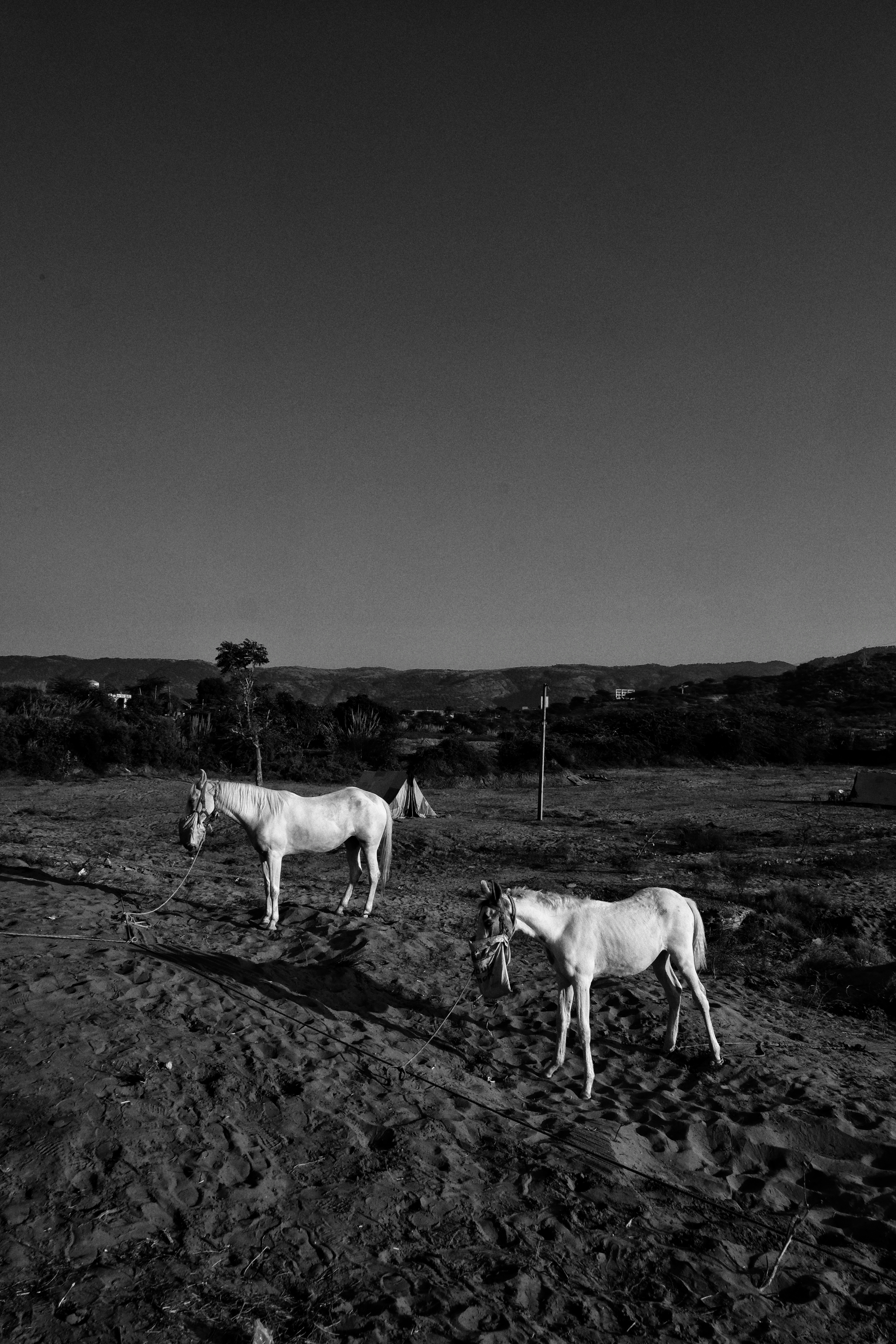 Life in Pushkar photograph 18